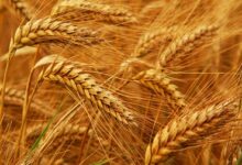 صورة مصر تتفق على شراء نصف مليون طن من القمح الهندي